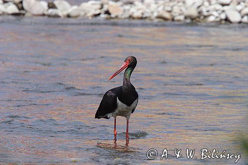 bocian czarny / Ciconia nigra /