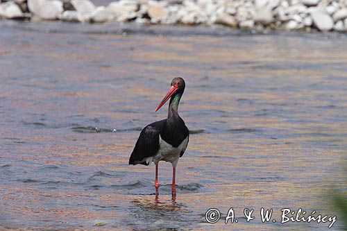 bocian czarny / Ciconia nigra /