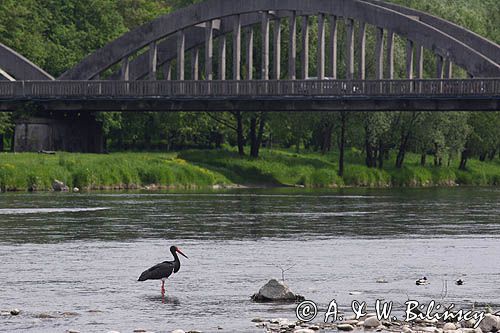 bocian czarny / Ciconia nigra / na Dunajcu przy moście w Krościenku