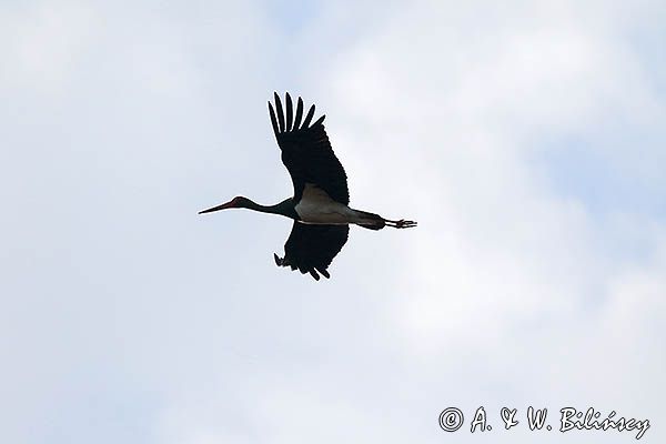 bocian czarny, Ciconia nigra, w locie