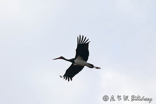 bocian czarny, Ciconia nigra, w locie