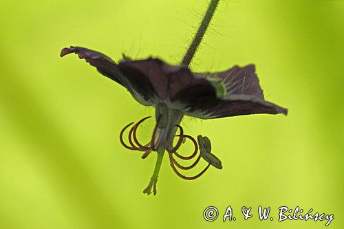 Bodziszek żałobny, Geranium phaeum, kwiat