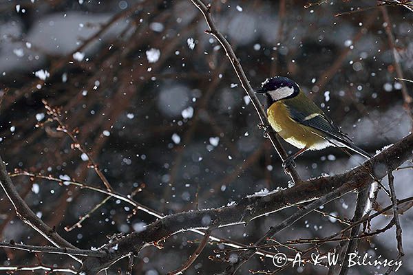 Sikora bogatka Parus major