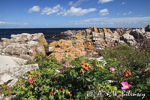 wybrzeże koło Gudhjem, Bornholm, Dania