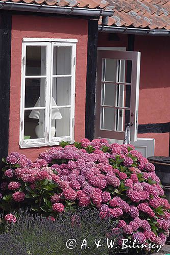 dom i hortensje w Svaneke, Bornholm, Dania