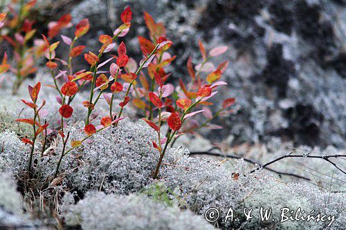 porosty i Borówka czernica, Borówka czarna, Czarna jagoda, Czernica, Vaccinium myrtillus, szwedzkie szkiery, Szwecja