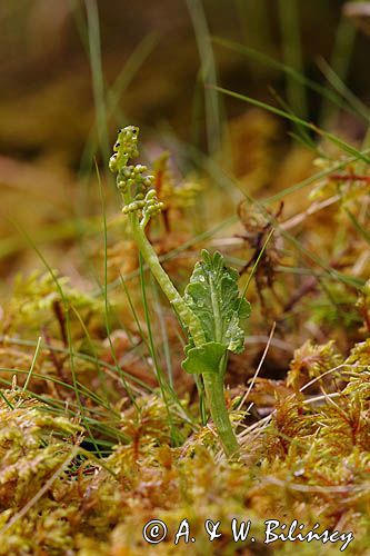 Botrychium boreale, Podejźrzon północny