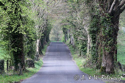 droga do Boyle, aleja, rejon Górnej Shannon, Irlandia
