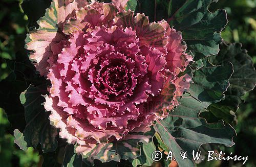 kapusta ozdobna - ornamental -Brassica oleracea