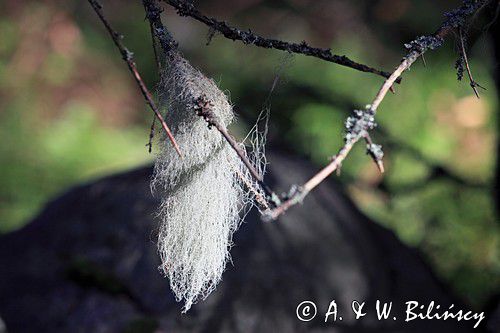 brodaczka Usnea, wyspa Krakskar, Szwecja, Zatoka Botnicka