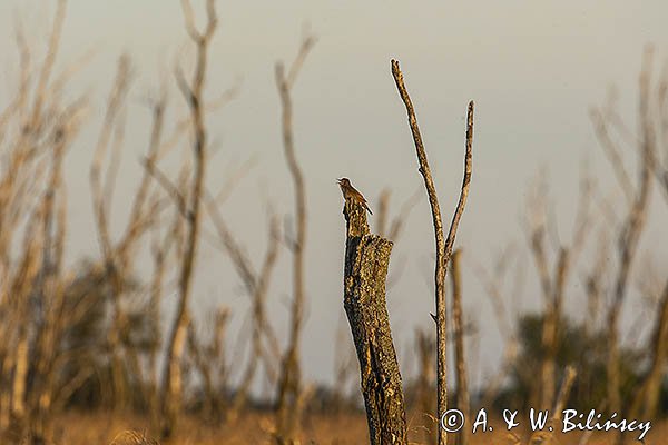 Brzęczka, Locustella luscinioides