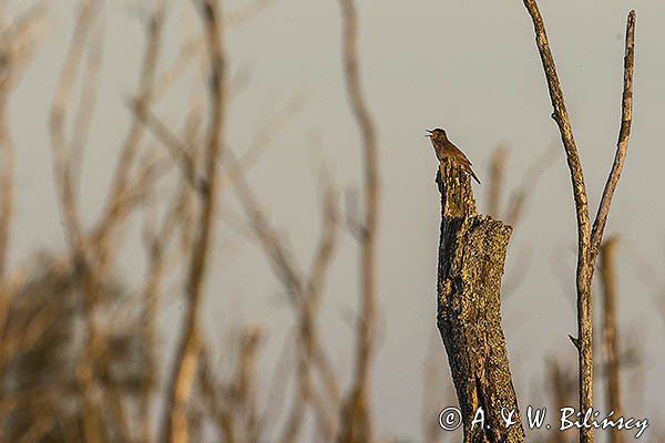 Brzęczka, Locustella luscinioides