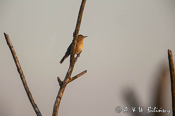 Brzęczka, Locustella luscinioides