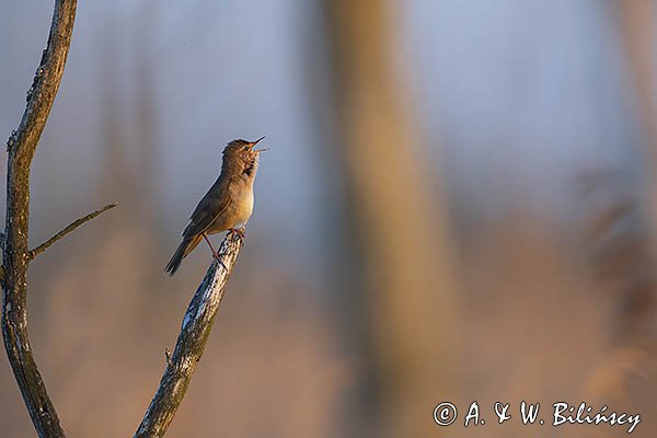 Brzęczka, Locustella luscinioides