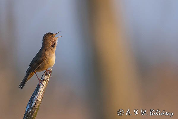 Brzęczka, Locustella luscinioides