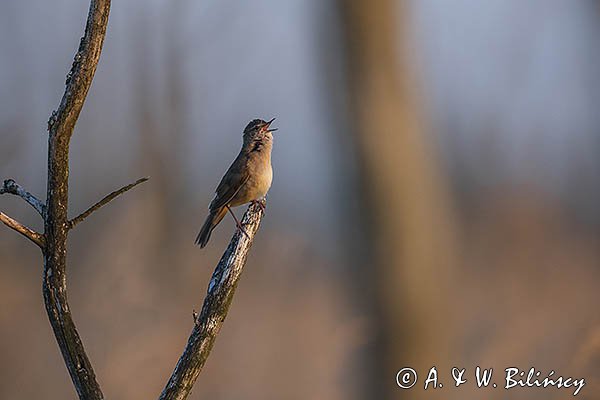 Brzęczka, Locustella luscinioides