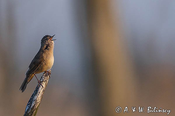 Brzęczka, Locustella luscinioides