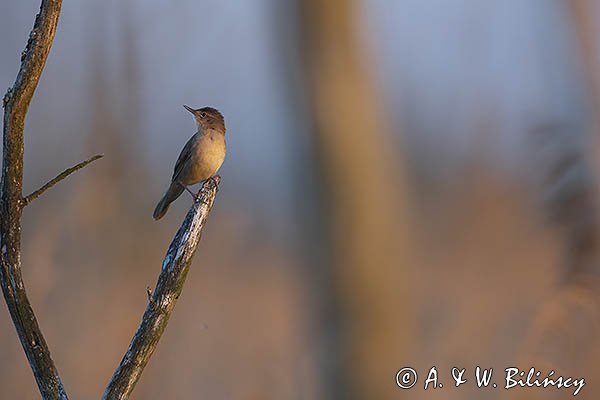 Brzęczka, Locustella luscinioides