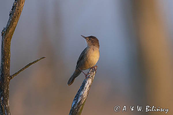 Brzęczka, Locustella luscinioides