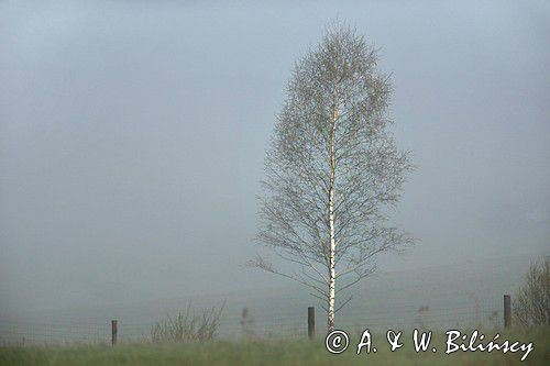 Brzoza, Bieszczady