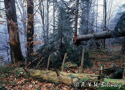 Buczyna, Beskid Niski