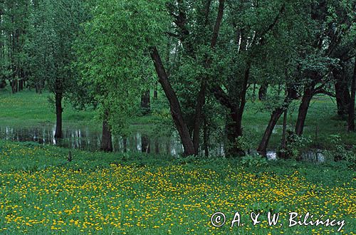 Park krajobrazowy Podlaski Przełom Bugu, łęg