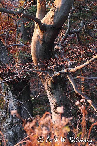 Buk zwyczajny, Fagus sylvatica