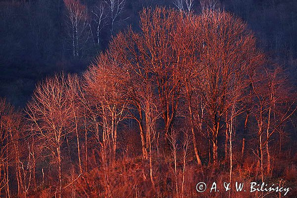 Buki, przedwiośnie, Bieszczady