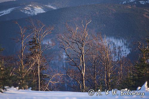 buki na Skrzycznem, Beskid Śląski