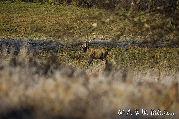  jeleń szlachetny, europejski, Cervus elaphus elaphus
jeleń karpacki, samiec, byk