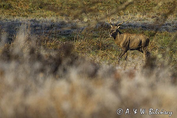  jeleń szlachetny, europejski, Cervus elaphus elaphus
jeleń karpacki, samiec, byk