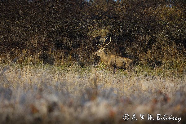  jeleń szlachetny, europejski, Cervus elaphus elaphus
jeleń karpacki, samiec, byk