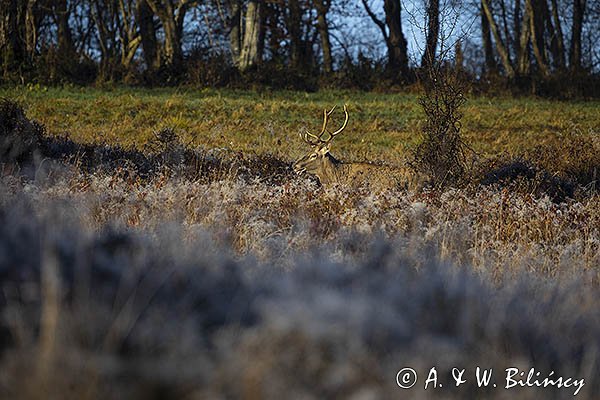  jeleń szlachetny, europejski, Cervus elaphus elaphus
jeleń karpacki, samiec, byk