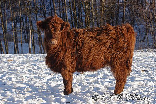 Bydło rasy Scottish Highland szkockie bydło górskie) , młoda cieliczka