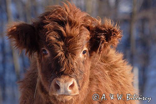 Bydło rasy Scottish Highland szkockie bydło górskie) , młoda cieliczka