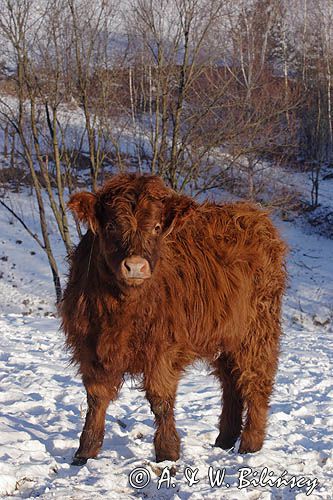 Bydło rasy Scottish Highland szkockie bydło górskie) , młoda cieliczka