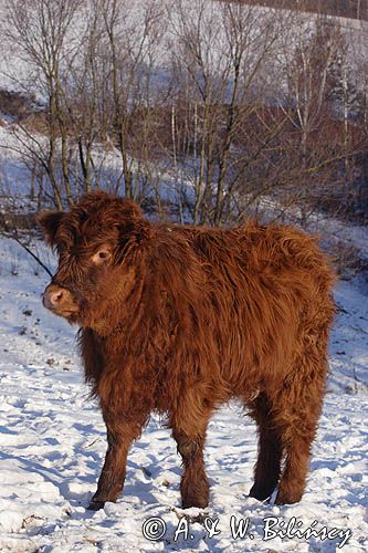 Bydło rasy Scottish Highland szkockie bydło górskie) , młoda cieliczka