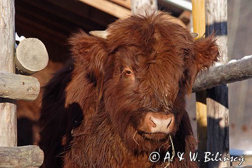 Bydło rasy Scottish Highland szkockie bydło górskie) , młody byczek