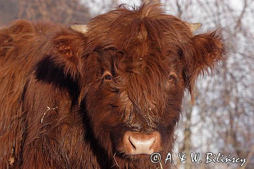 Bydło rasy Scottish Highland szkockie bydło górskie) , młody byczek