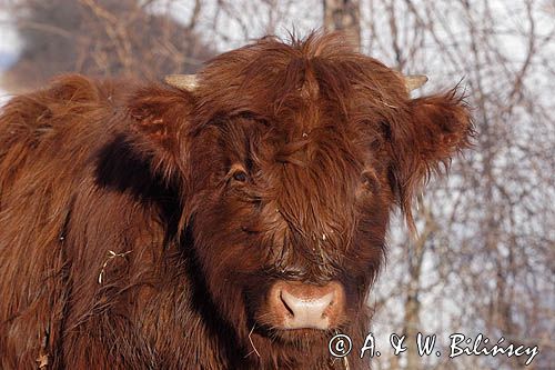 Bydło rasy Scottish Highland szkockie bydło górskie) , młody byczek