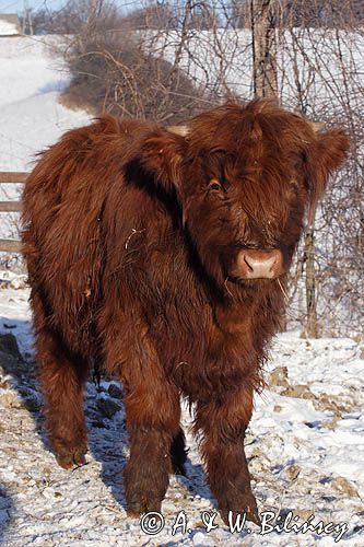 Bydło rasy Scottish Highland szkockie bydło górskie) , młody byczek