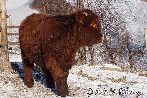 Bydło rasy Scottish Highland szkockie bydło górskie) , młody byczek