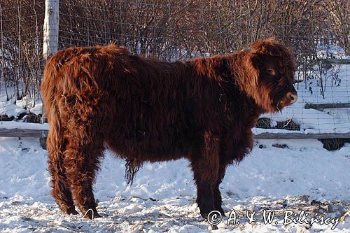 Bydło rasy Scottish Highland szkockie bydło górskie) , młody byczek