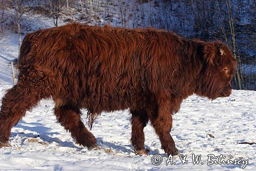 Bydło rasy Scottish Highland szkockie bydło górskie) , młody byczek