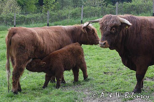 Bydło rasy Scottish Highland szkockie bydło górskie) , byk, krowa i cielę