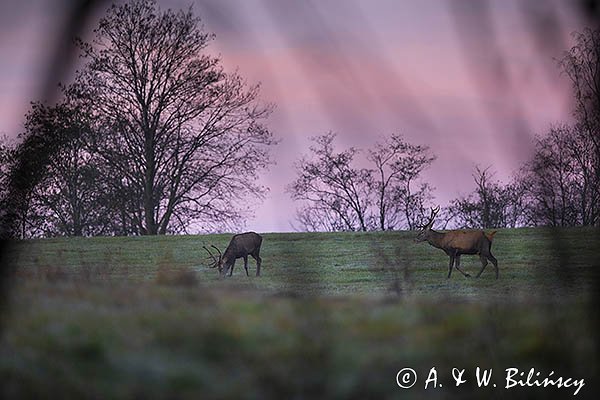  jeleń szlachetny, europejski, Cervus elaphus elaphus
jeleń karpacki, byki