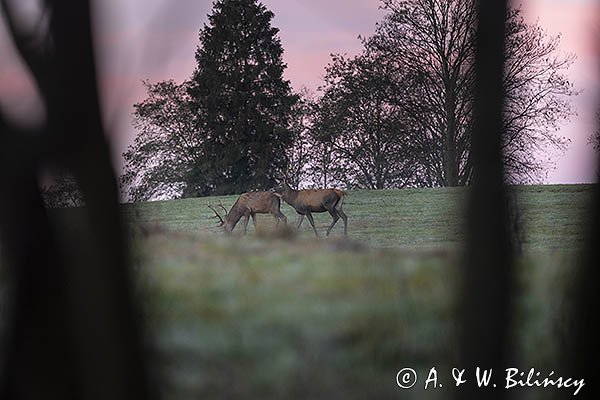  jeleń szlachetny, europejski, Cervus elaphus elaphus
jeleń karpacki, byki