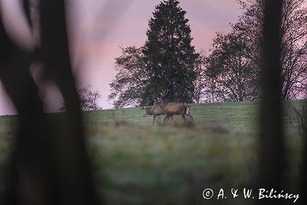  jeleń szlachetny, europejski, Cervus elaphus elaphus
jeleń karpacki, byki