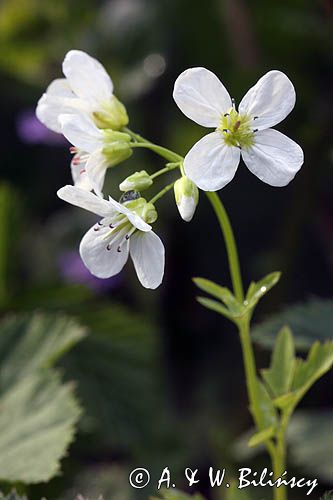 rzeżucha gorzka, Cardamine amara, kwiaty