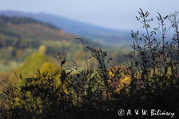 Chabazie, rośliny łakowe jesienią, Góry Sanocko-Turczańskie